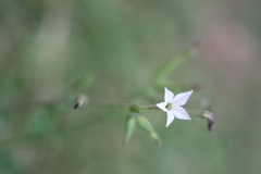 Nicotiana plumbaginifolia